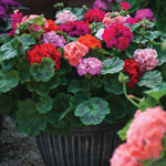 Summer Container Collection 24 Plugs
