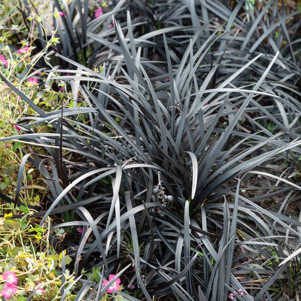 Ophiopogon Planiscapus 'nigrescens' Hardy Evergreen Perennial 9cm | Set of 3 | Mauve