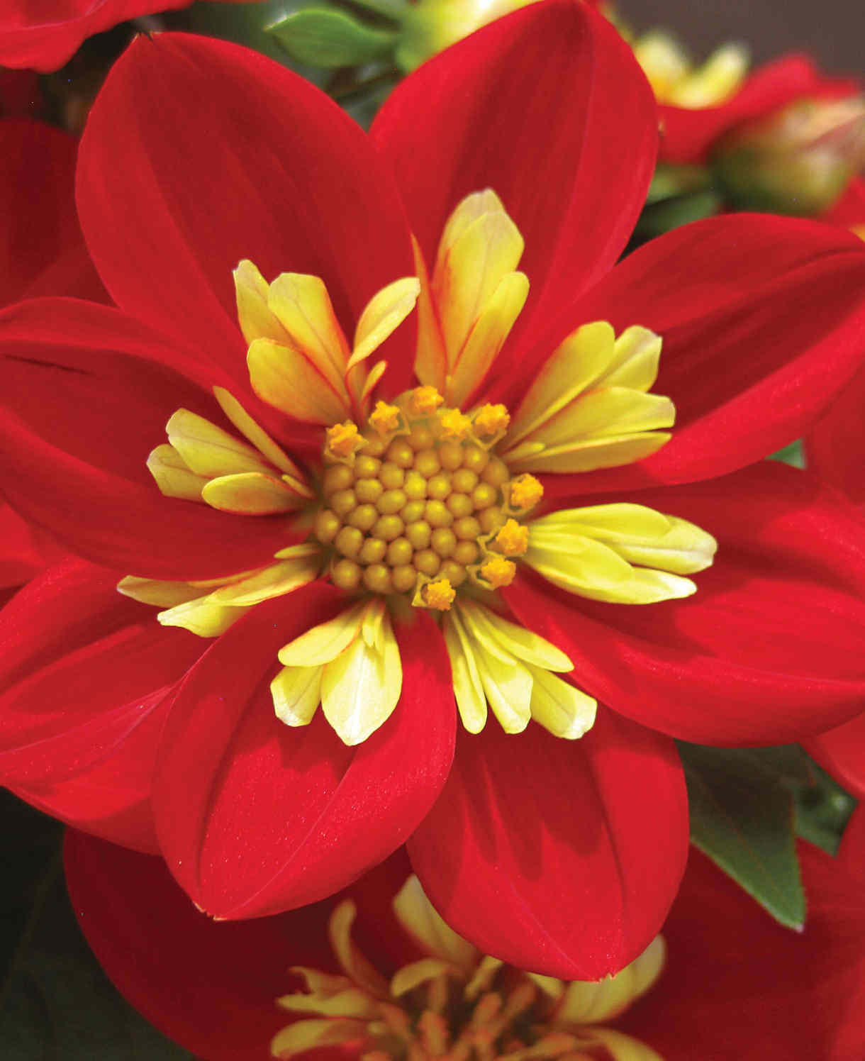 Dahlia X Hybrida ‘goldalia Scarlet’ - young plants | 3 x Plug Plants | Red