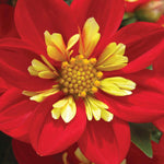 Dahlia X Hybrida ‘goldalia Scarlet’ - young plants | 6 x Plug Plants | Red