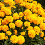 Classic Cottage Garden Border Collection - 2l Garden Ready Pots. | Set-of-6 | Multi