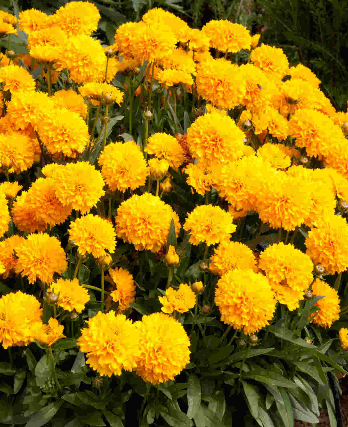 Classic Cottage Garden Border Collection - 2l Garden Ready Pots. | Set-of-6 | Multi