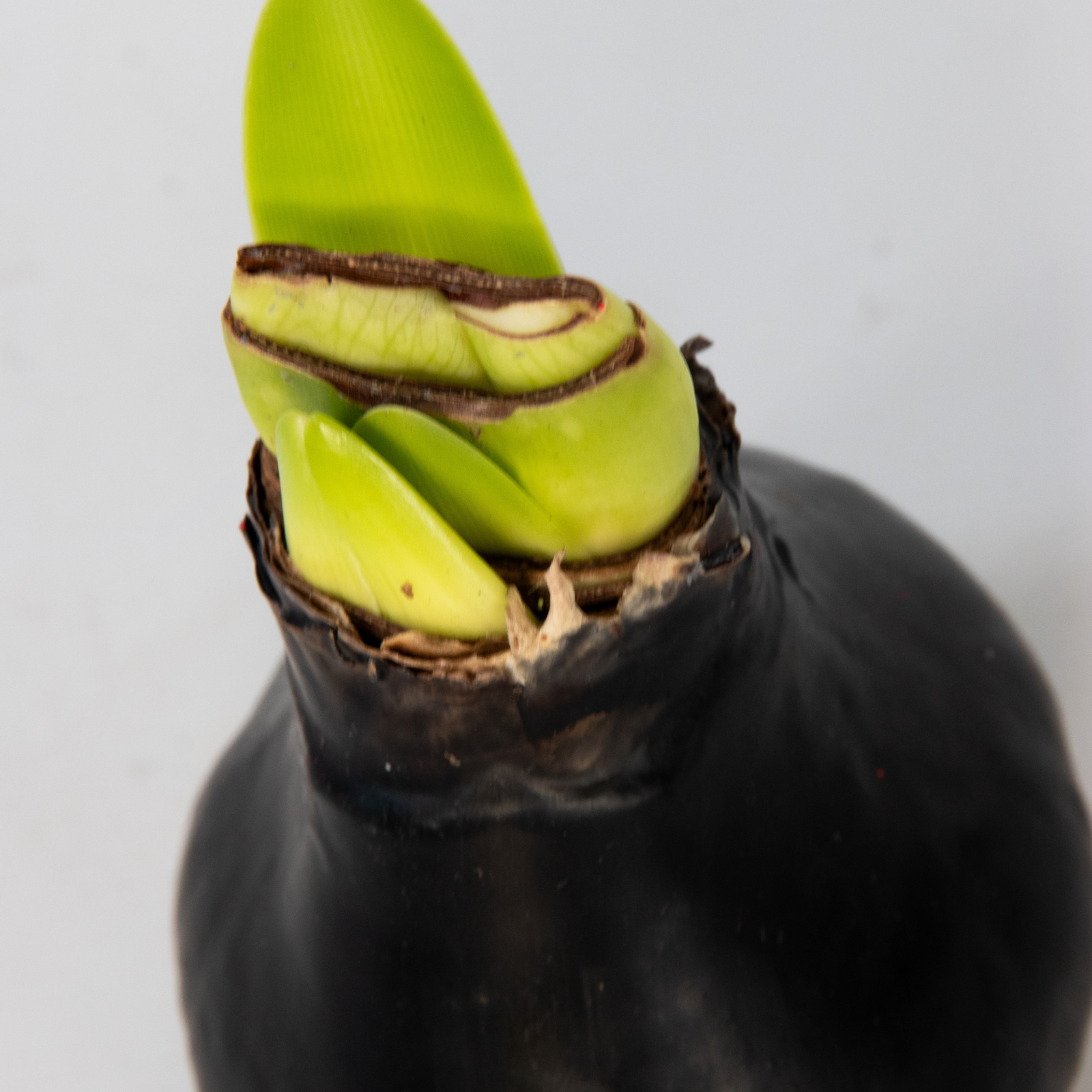 Amaryllis - Hippeastrum 'wax Black' - Flower Bulb - Red