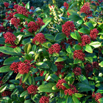 Japanese Skimmia - Skimmia Japonica 'Rubella' - Height 35-45cm - ⌀15cm | Set of 2 | Red