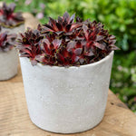 Sempervivum 'coconut Crystal' Pot - Hardy Two-tone Succulent | 3 x 9cm | Multi