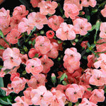 The Tireless Dianthus Diantica Collection - Plug Plants | Set-of-9 | Multi