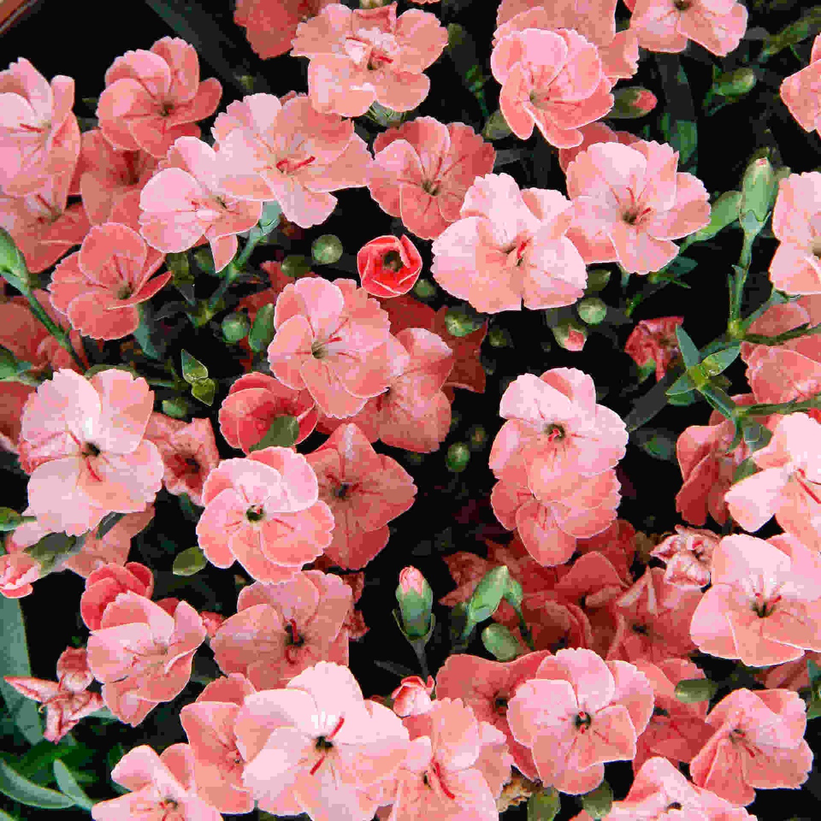 The Tireless Dianthus Diantica Collection - Plug Plants | Set-of-9 | Multi