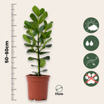 Autograph Tree - 2 Pcs. - Clusia Rosea 'princess' - Height 50-60cm - ⌀17cm | Set of 2 | Green