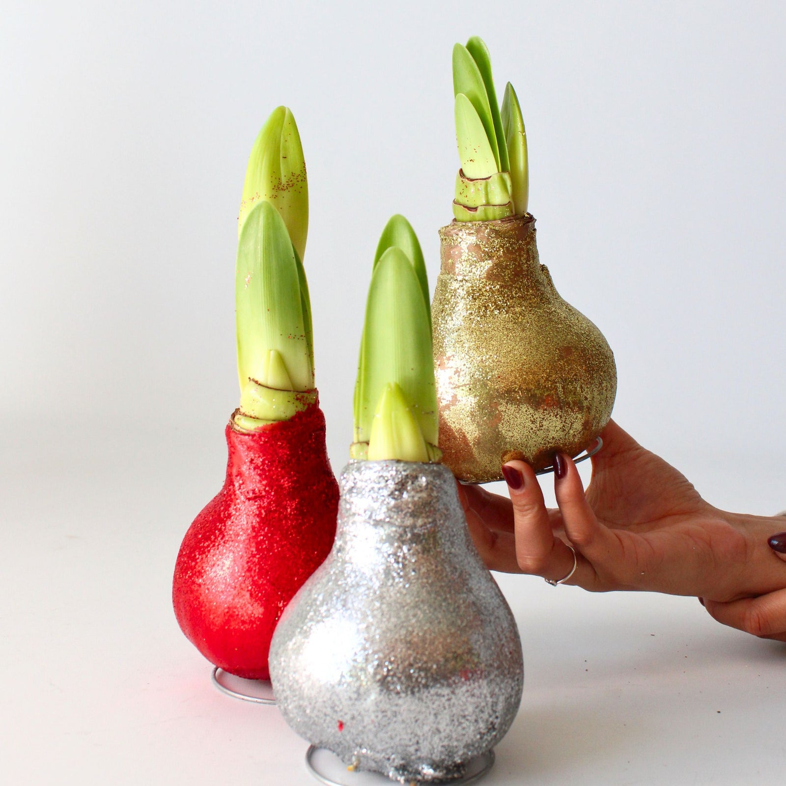 Amaryllis - 3 Pcs. - Hippeastrum 'glitter Mix' - Flower Bulb - Red