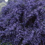 Ceanothus Concha Evergreen California Lilac Shrub In A Pot