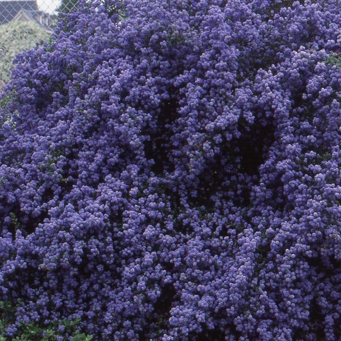 Ceanothus Concha Evergreen California Lilac Shrub In A Pot