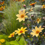 Hayloft Dahlia Bishop Collection - York, Llandaff And Oxford Young Plants