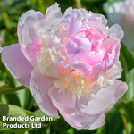 Peony Sorbet Bare Root | 1 x Bare Root