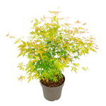 Japanese Maple - Acer Palmatum 'Orange Lace' - Height 60-70cm - ⌀19cm | Set of 1 | Green