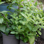Mint 'spearmint' | 3 x 7cm Plants