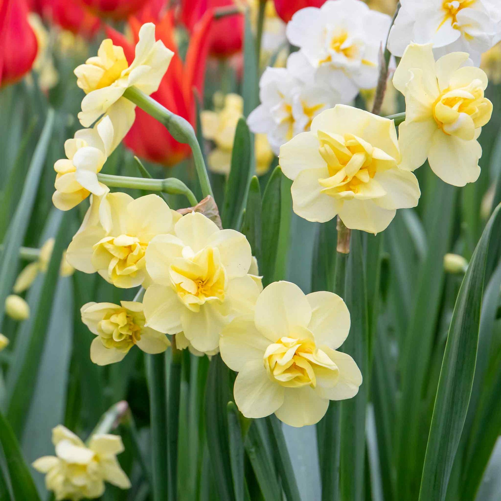 Daffodil 'yellow Cheerfulness' Double Fragrant Yellow | 10 x Bulbs | Yellow