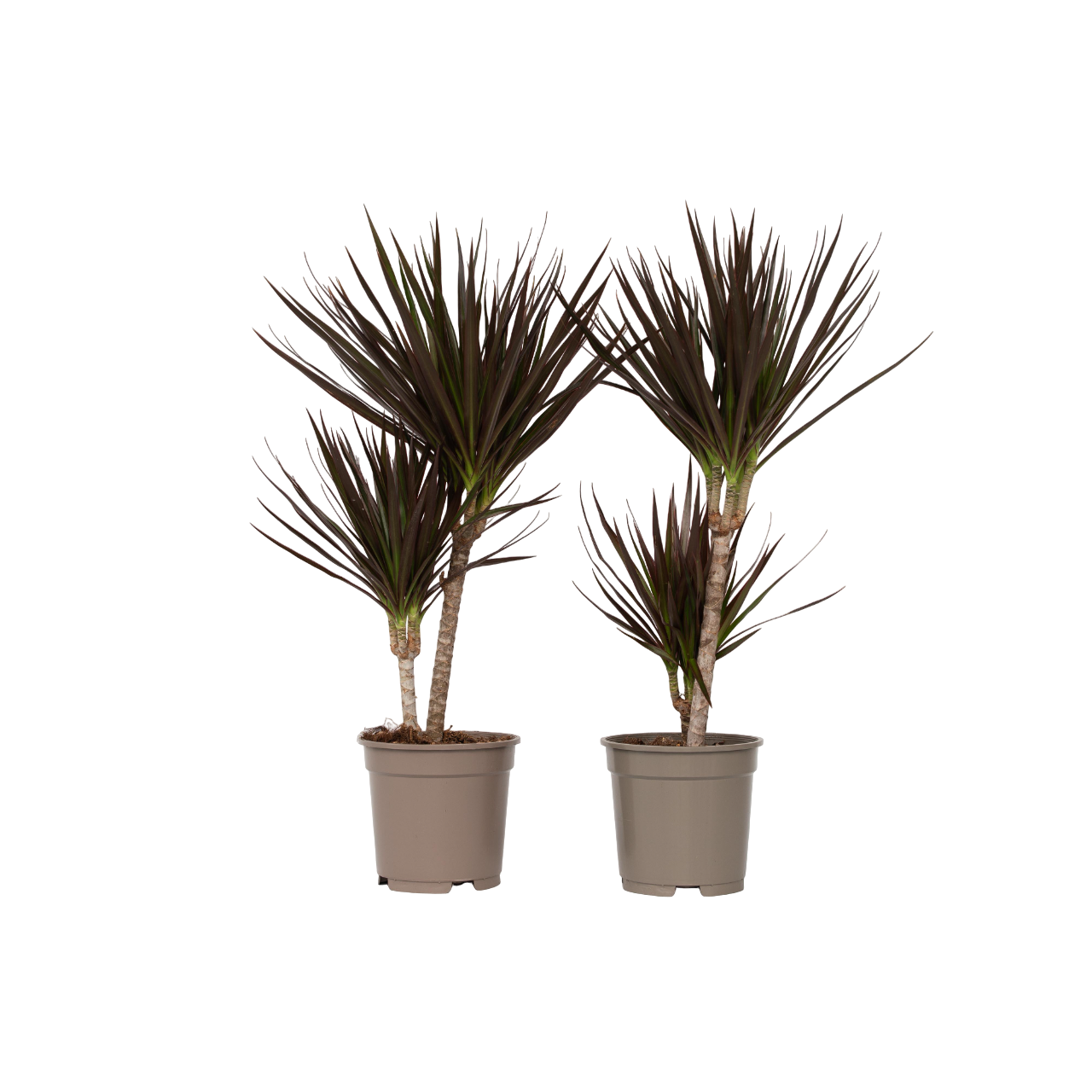 Madagascar Dragon Tree - 2 Pcs. - Dracaena 'magenta' - Height 70-80cm - ⌀17cm | Set of 2 | Green
