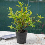 Azalea 'encore Pure White' Compact Semi-evergreen | 1 x 2L | White