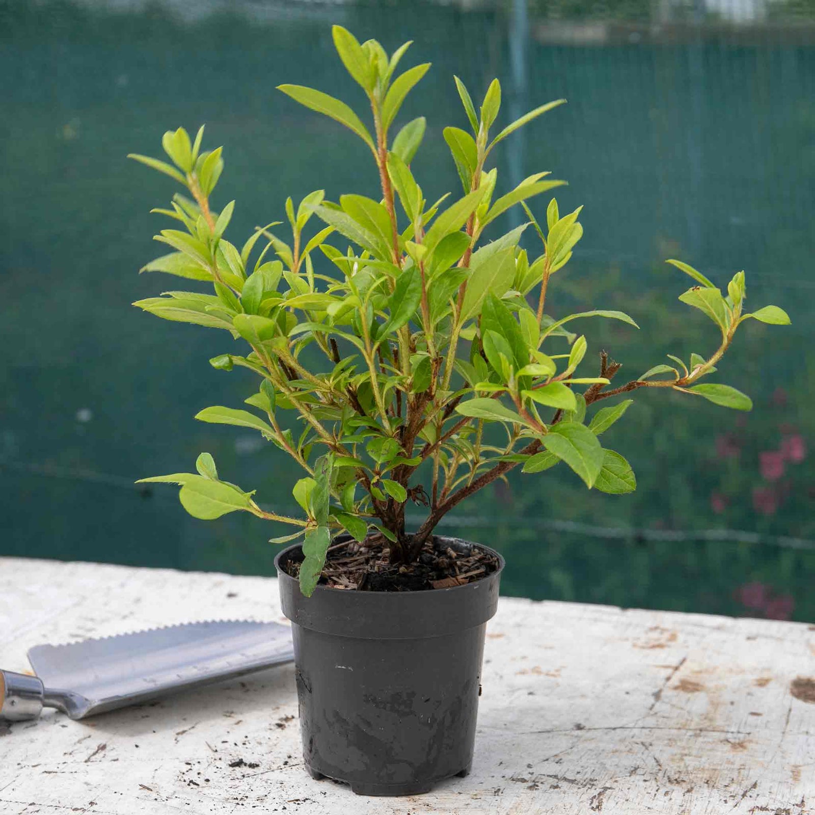 Azalea 'encore Pure White' Compact Semi-evergreen | 1 x 2L | White