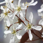Amelanchier Lamarckii - Juneberry, A Must Have Garden Plant Supplied In A 9cm Pot