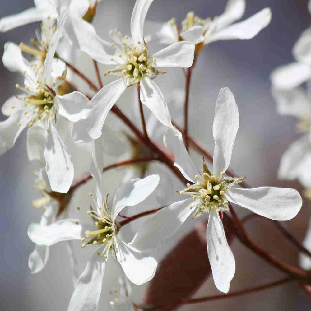 Amelanchier Lamarckii - Juneberry, A Must Have Garden Plant Supplied In A 9cm Pot