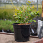 Bluecrop Blueberry Plant | 1.5L