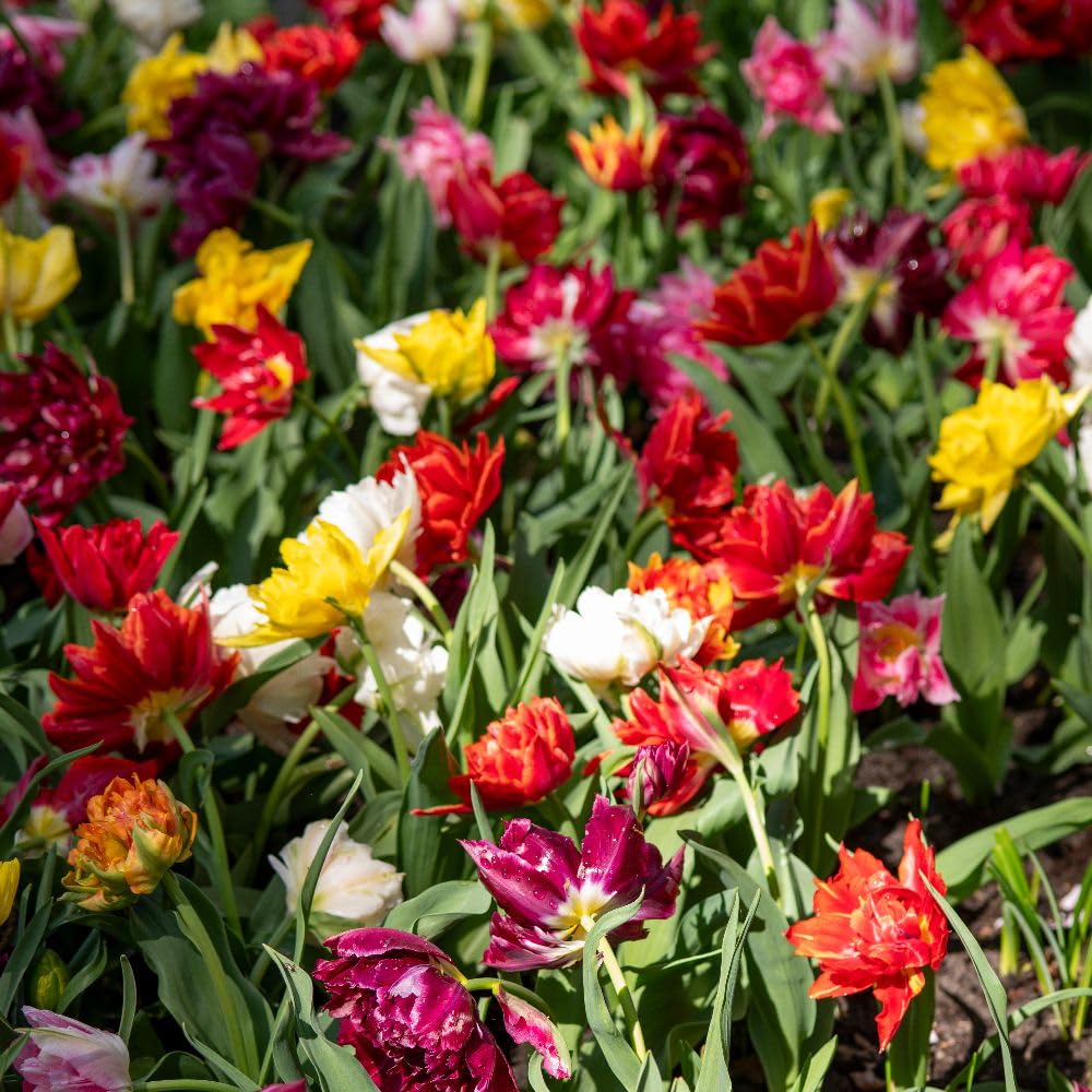 Tulip Murillo Mixed Bulbs | 8 x Bulbs