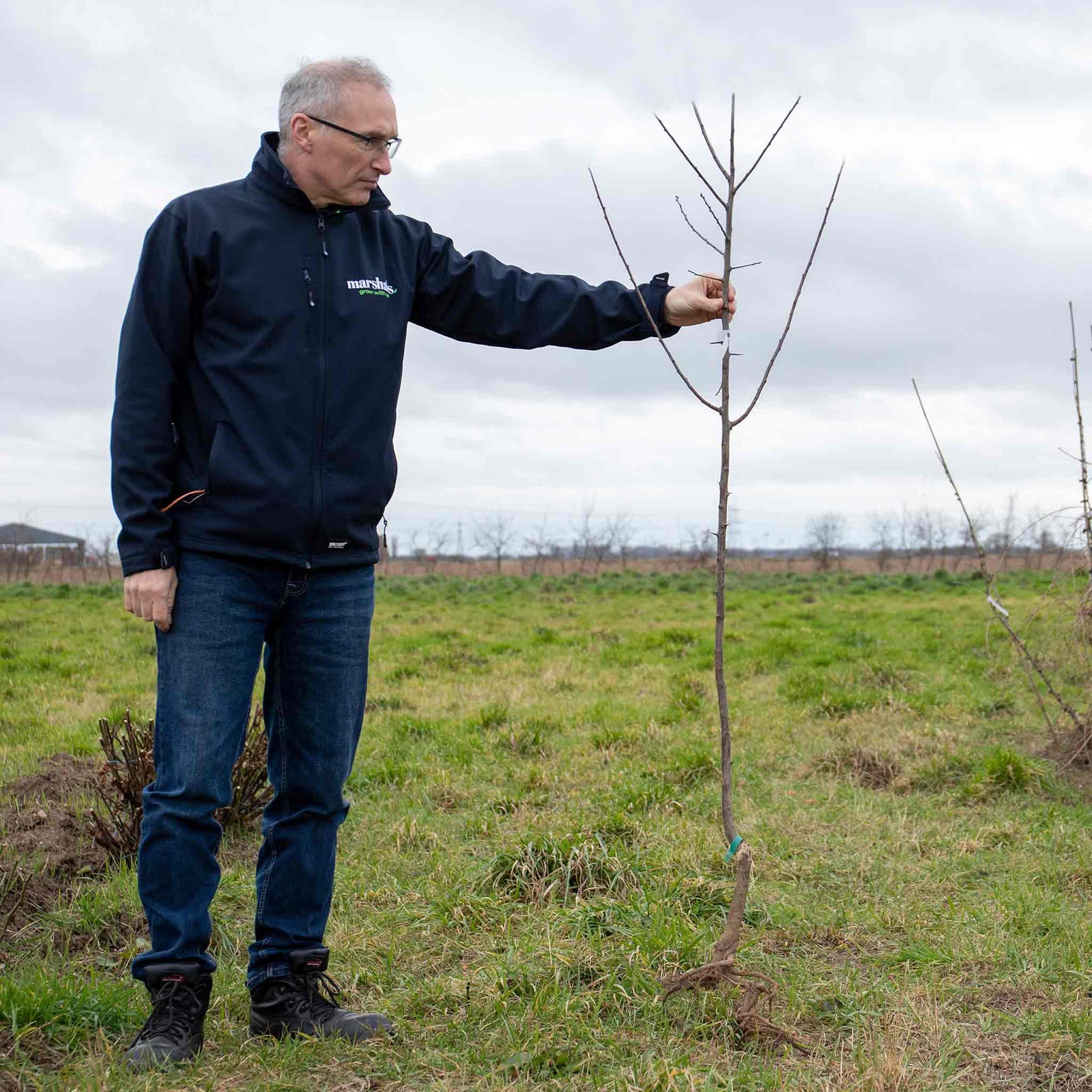 Plum Tree Marjorie's Seedling Bare-root Late-season Bare Root | 1 x Bare Root | Purple