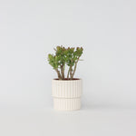 Jade Plant - Crassula Ovata 'minor' - Height 30-35cm - ⌀17cm | Set of 1 | Green