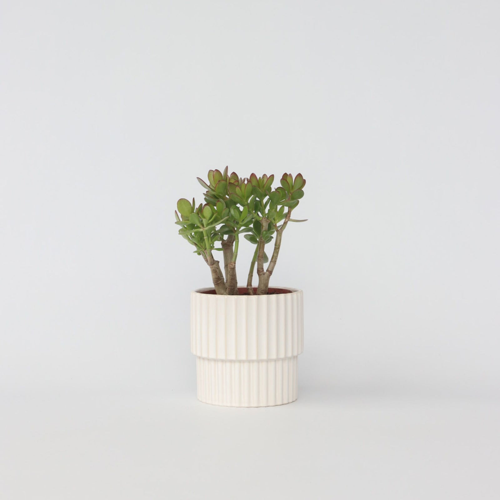 Jade Plant - Crassula Ovata 'minor' - Height 30-35cm - ⌀17cm | Set of 1 | Green