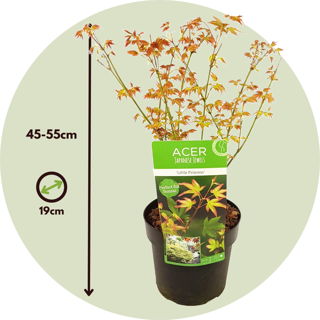 Japanese Maple - Acer Palmatum 'Little Princess' - Height 45-55cm - ⌀19cm | Set of 1 | Green