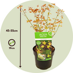 Japanese Maple - Acer Palmatum 'Little Princess' - Height 45-55cm - ⌀19cm | Set of 2 | Green