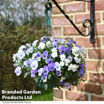 Thompson & Morgan Viola 'ocean Blues' Pre Planted Basket 2 X 20cm (8in)