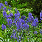 Camassia Leichtlinii 'blue' , 70-80 Cm | 3 x Bulbs | Blue