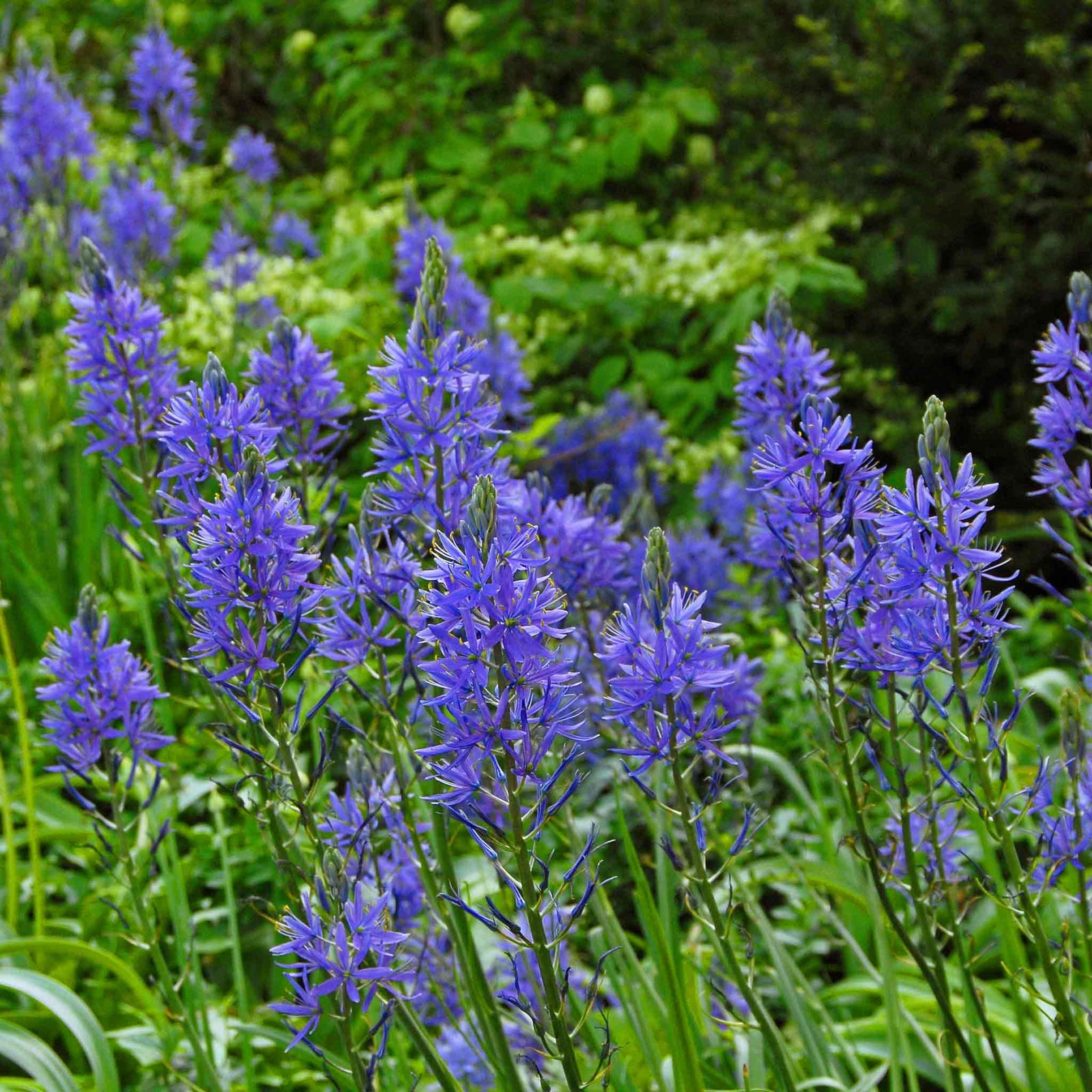 Camassia Leichtlinii 'blue' , 70-80 Cm | 3 x Bulbs | Blue
