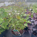 3x Leycesteria Himalayan Honeysuckle Shrubs, Large, Supplied In 3 Litre Pots