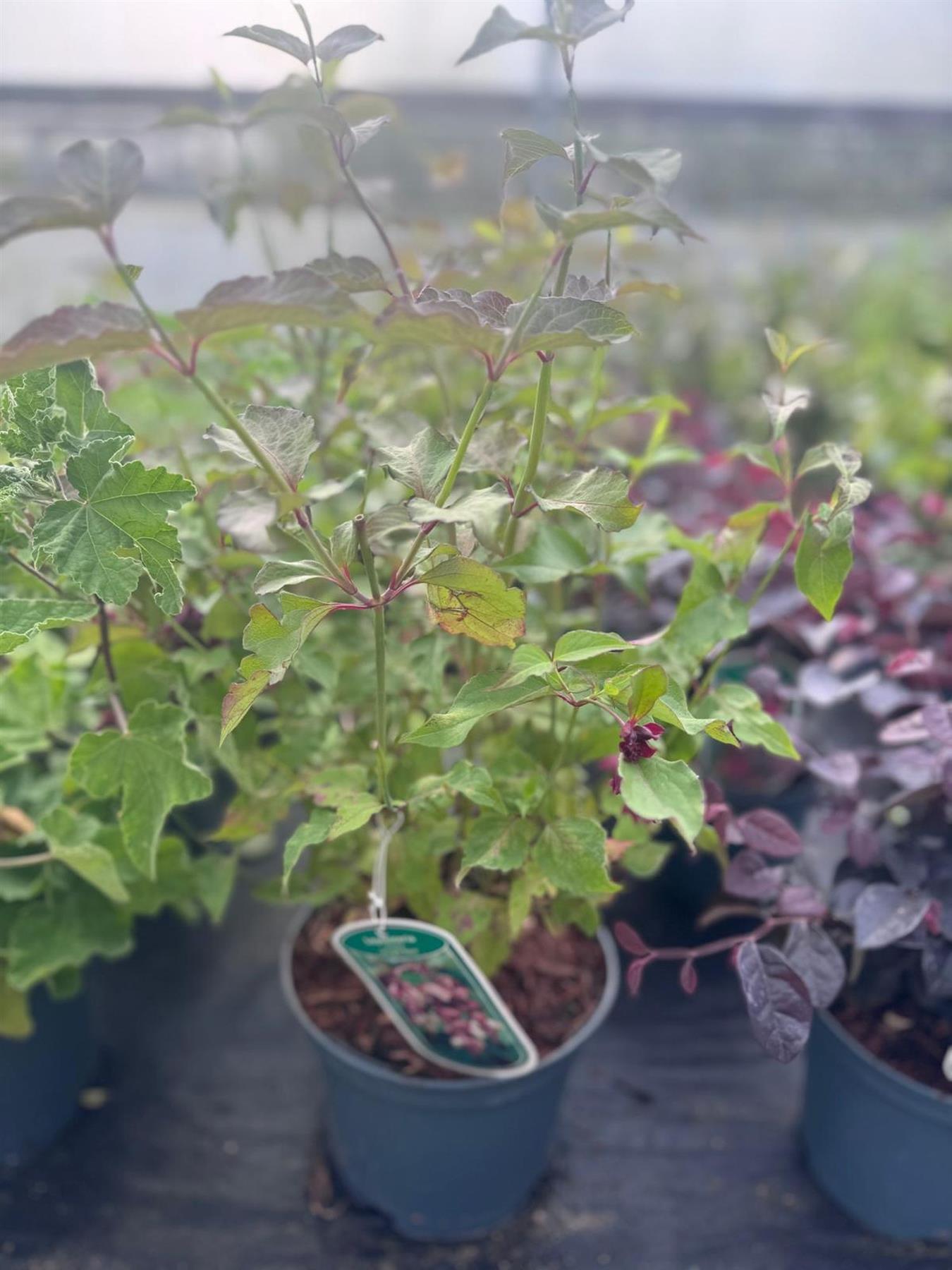 3x Leycesteria Himalayan Honeysuckle Shrubs, Large, Supplied In 3 Litre Pots