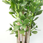 Green Jade Plant 75cm Extra Large Realistic