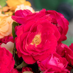 Rose 'precious Ruby' (floribunda Rose) | 1 x Bare Root | Red