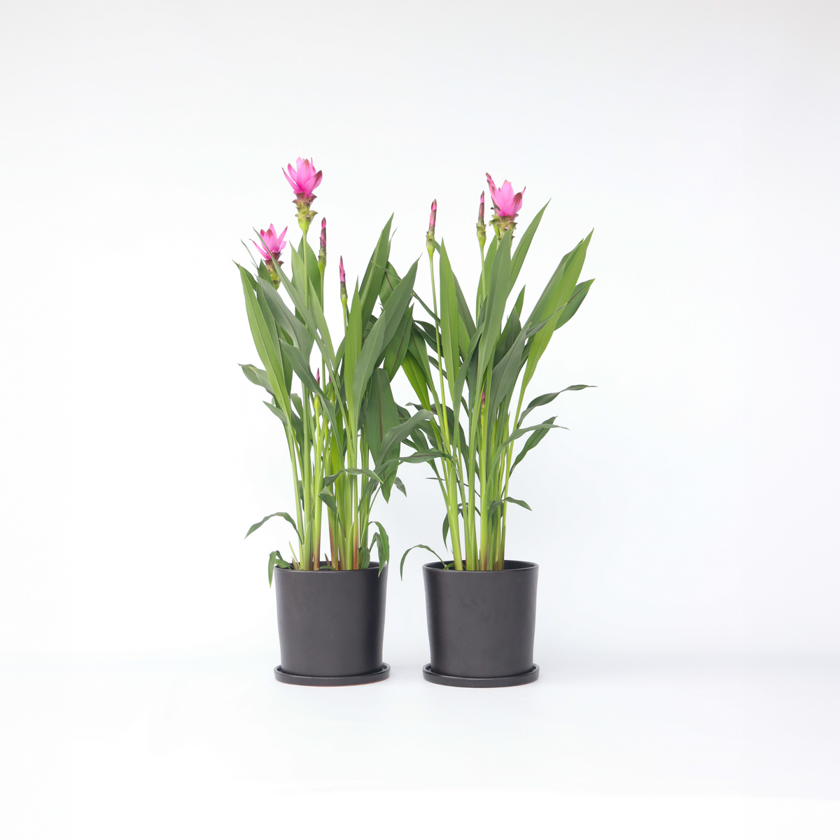 Thai Tulip - 2 Pcs. - Curcuma 'siam Supreme' - Height 70-90cm - ⌀19cm | Set of 2 | Pink