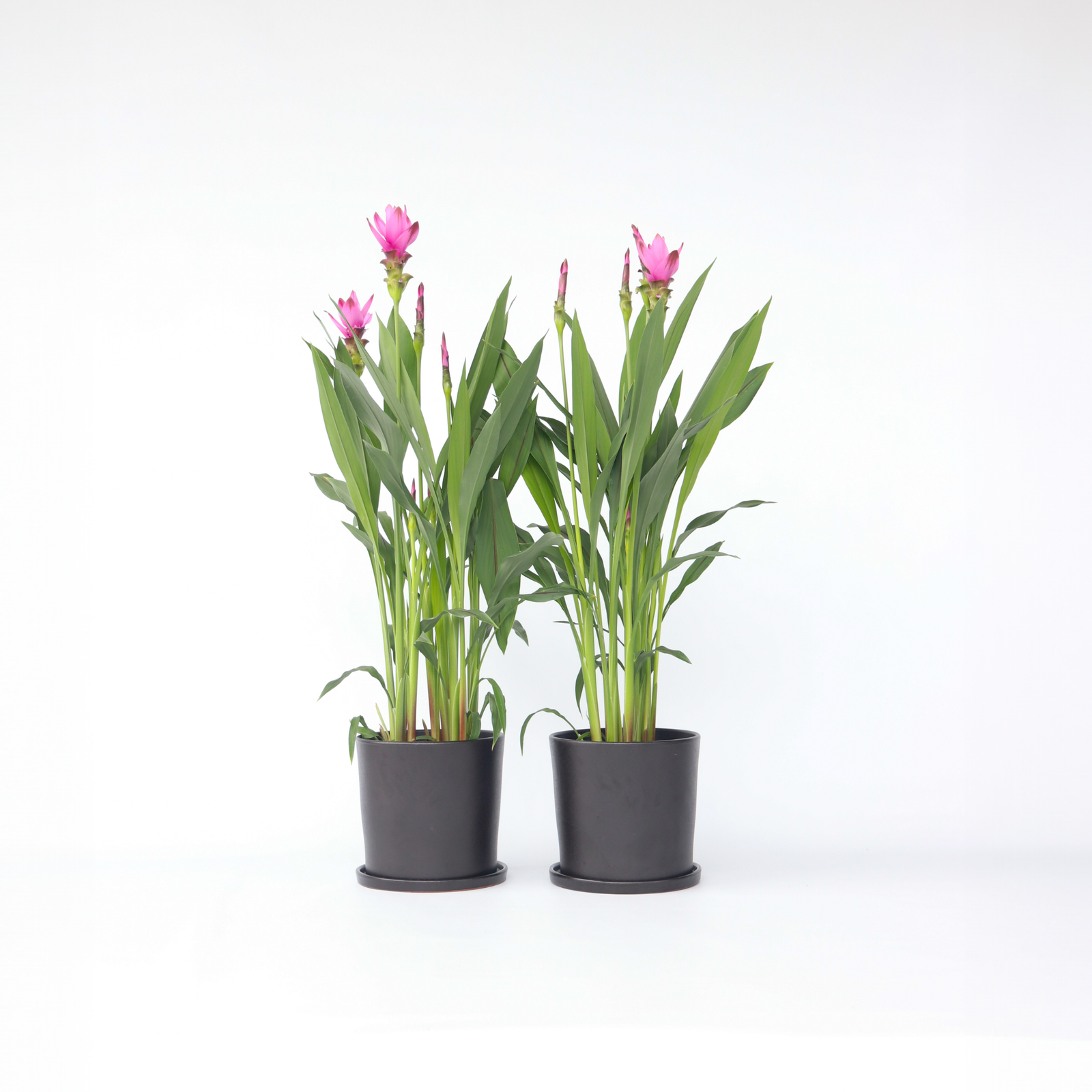 Thai Tulip - 2 Pcs. - Curcuma 'siam Supreme' - Height 70-90cm - ⌀19cm | Set-of-2 | Pink
