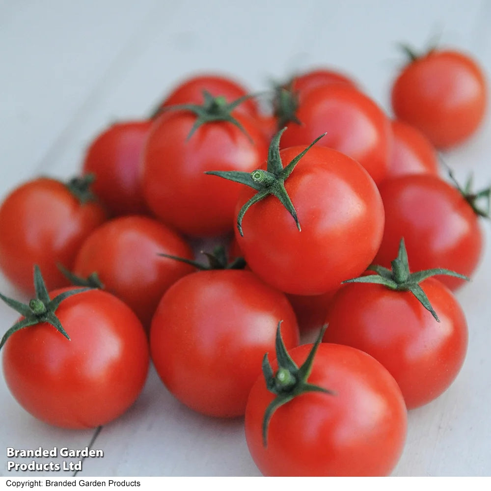 Nurseryman's Choice Tomato Potted Plant | 3 x 9cm