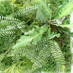 60cm Artificial Look Greenwall Ferns