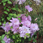 Clematis ‘proteus’ 8cm Pots | Set-of-1 | Pink
