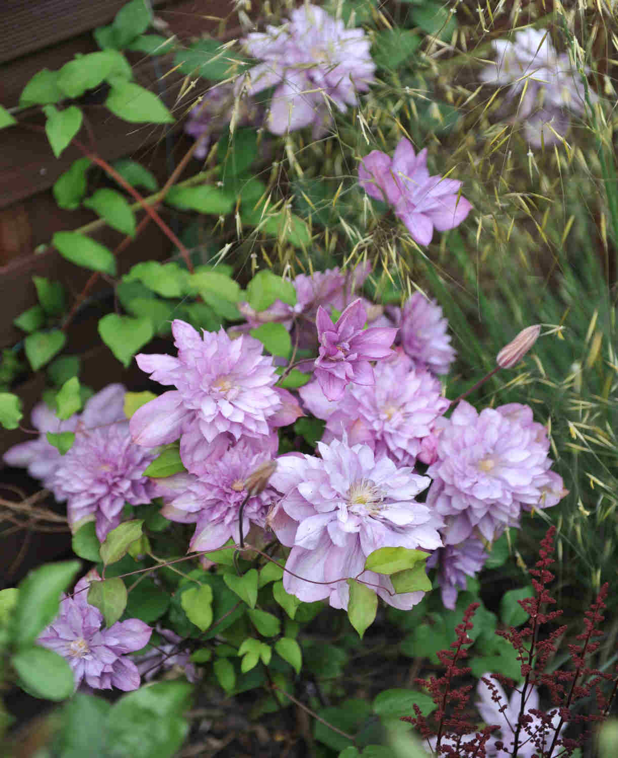 Clematis ‘proteus’ 8cm Pots | Set-of-1 | Pink