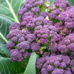 Purple Sprouting Broccoli 'cardinal' - | 12 x Garden Ready Plugs | Purple