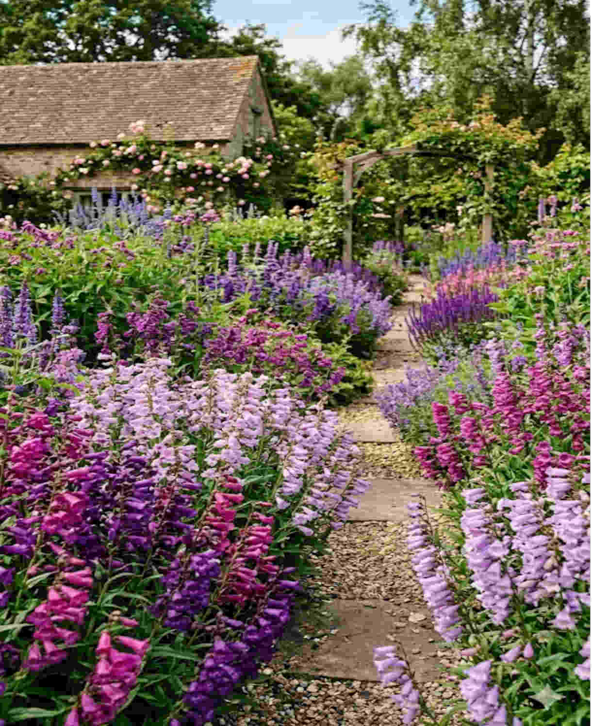 Pefect Penstemon Mix - Young Plants | 6 x Plug Plants | Multi