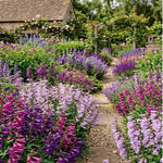 Pefect Penstemon Mix - Young Plants | 12 x Plug Plants | Multi