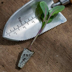 Brussels Sprout Plant 'clodius' | 6 x 9cm | Green