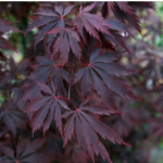 Japanese Maple - Acer Palmatum 'Black Lace' - Height 60-70cm - ⌀19cm | Set of 2 | Green